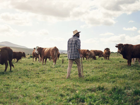 Rearview shot of a man working on a cow farm