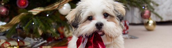 Super pet expo coupon code