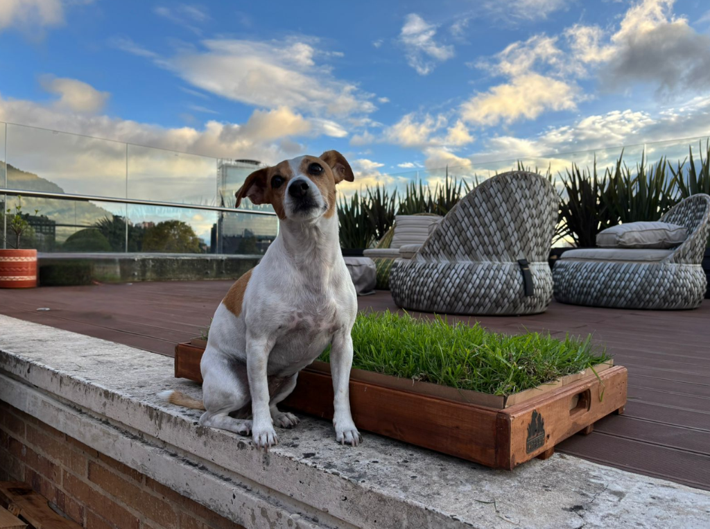 sanitario para perros