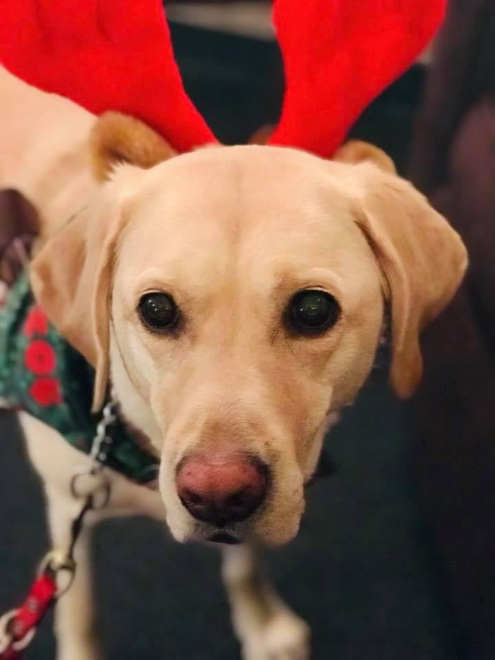 PD: Zoe is looking festive and ready for Christmas wearing bright red reindeer antlers on her head.