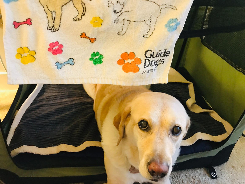 Zoe is lying down in her padded, dark blue dog bed, looking up at the camera inquisitively with her shiny brown eyes. Above her hangs a white towel that says Guide Dogs Australia. The towel is decorated with multicolored paw prints and cartoon dogs.