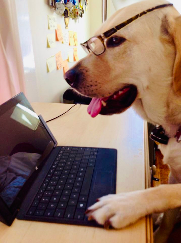 PD: Zoe sitting at a desk looking at a laptop. Her paw is on the keyboard, and she is wearing glasses so it looks like she is hard at work!