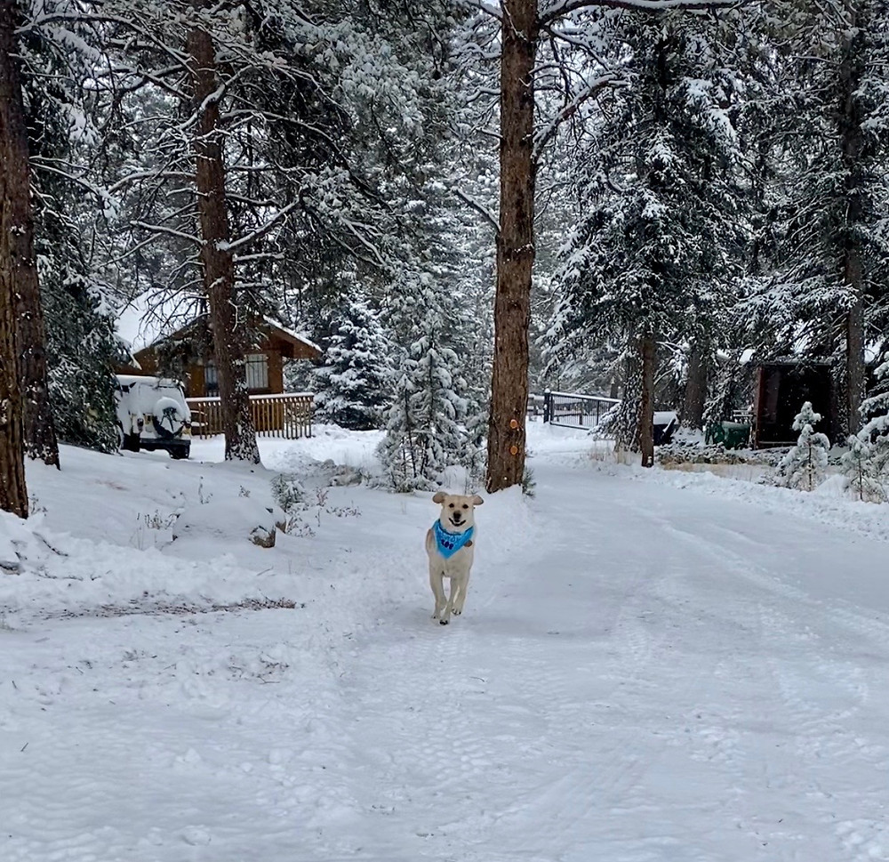 PD: Zoe is running along a snow covered path with her ears flopping in the wind and a big happy smile on her face. Behind her are snow-covered evergreen trees.