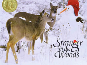 Stranger in the Woods