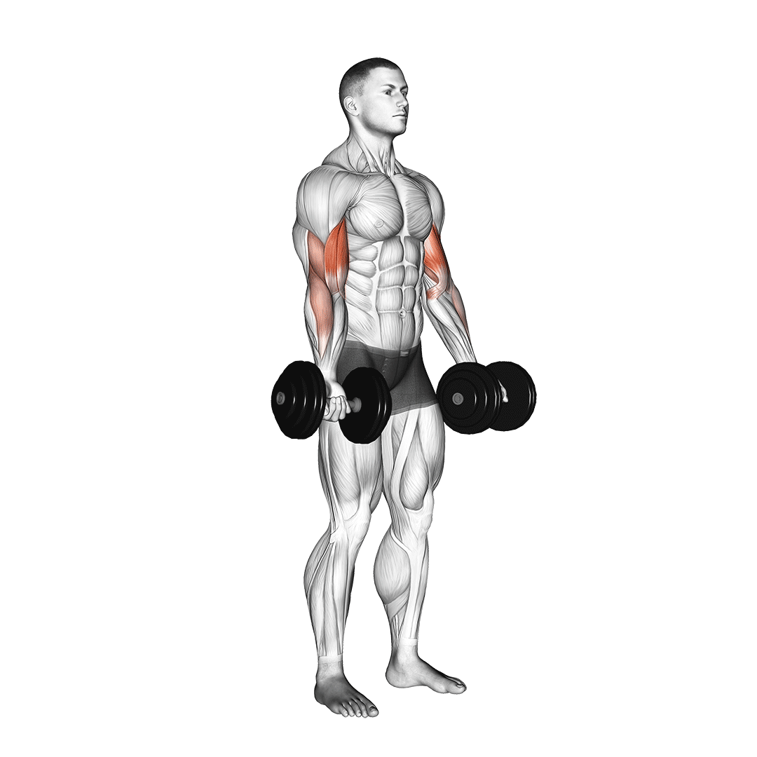 7 dumbbell-bicep-curl (1).gif