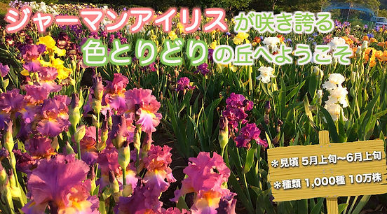 公式 群馬県安中市 花々の楽園 アイリスの丘 公式 群馬県安中市 花々の楽園 アイリスの丘
