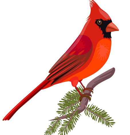 Episode 2, Red Cardinals