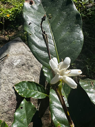 coffee flowers.jpg