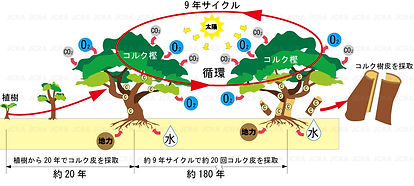 コルク樫の一生の図