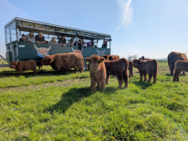 A view of the Dumble Bus, a tractor and people carrying trailer which takes guests on their Highland Cow Safari.