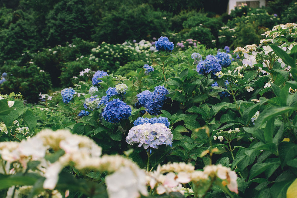 Hydrangea Farm - Munduk - Bali