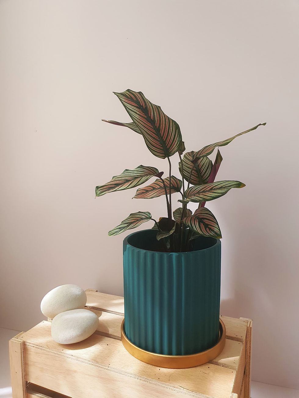Thumbnail: Calathea White Star