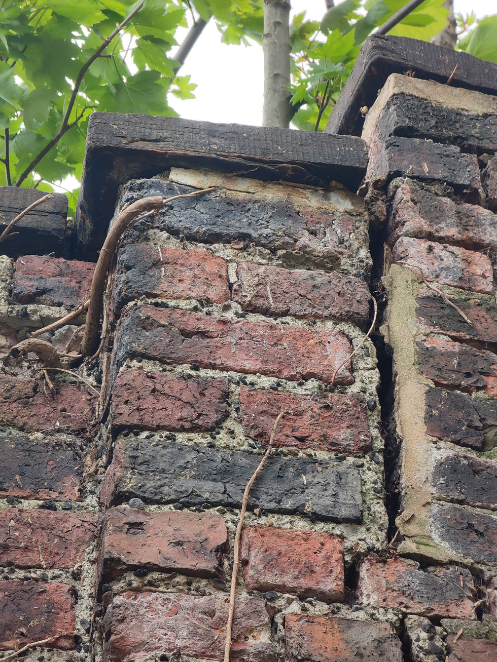 Old brick wall with red and black bricks, entwined with vines. Green leaves and tree in background, giving a rustic, weathered feel.