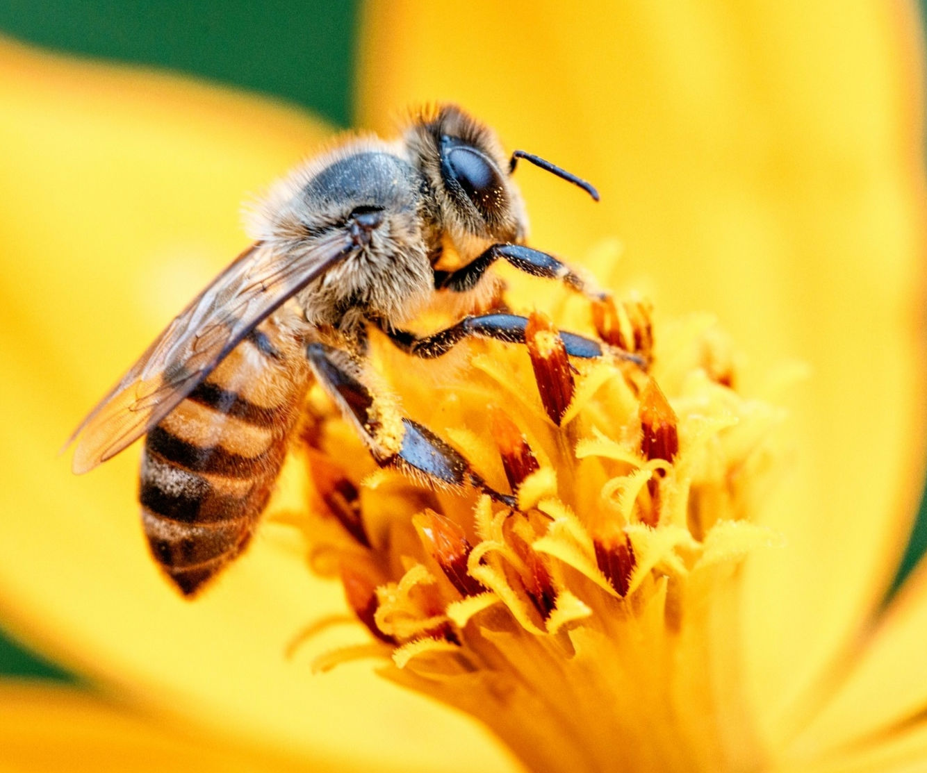 Great part of Brazil's agriculture depends on bees' polinization