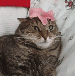fKZG7i6.gif