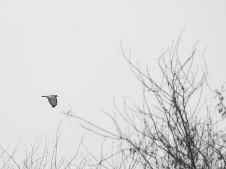 Quiete in volo