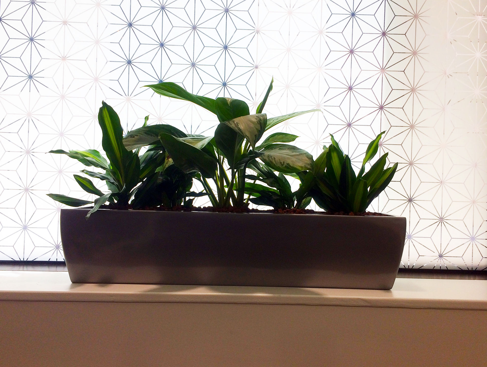 Office Plants