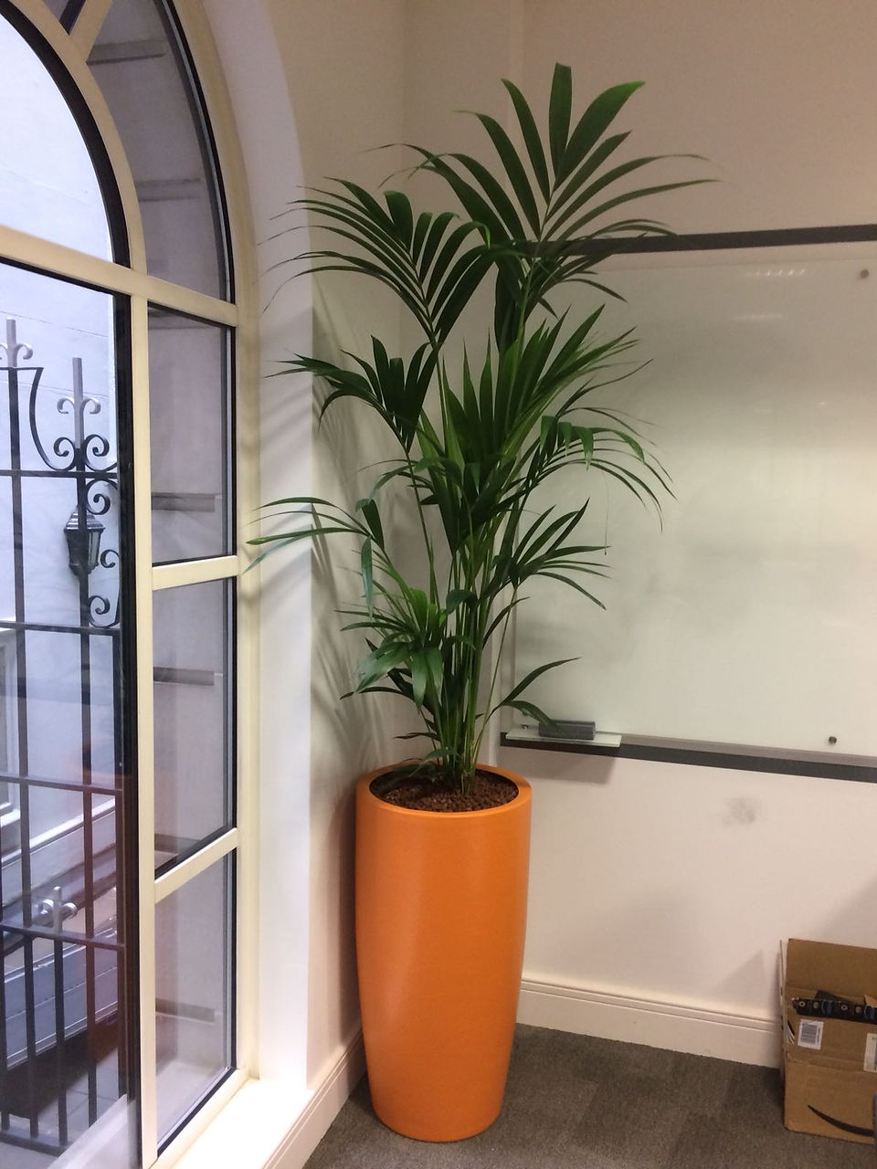 Freestanding Live Plant