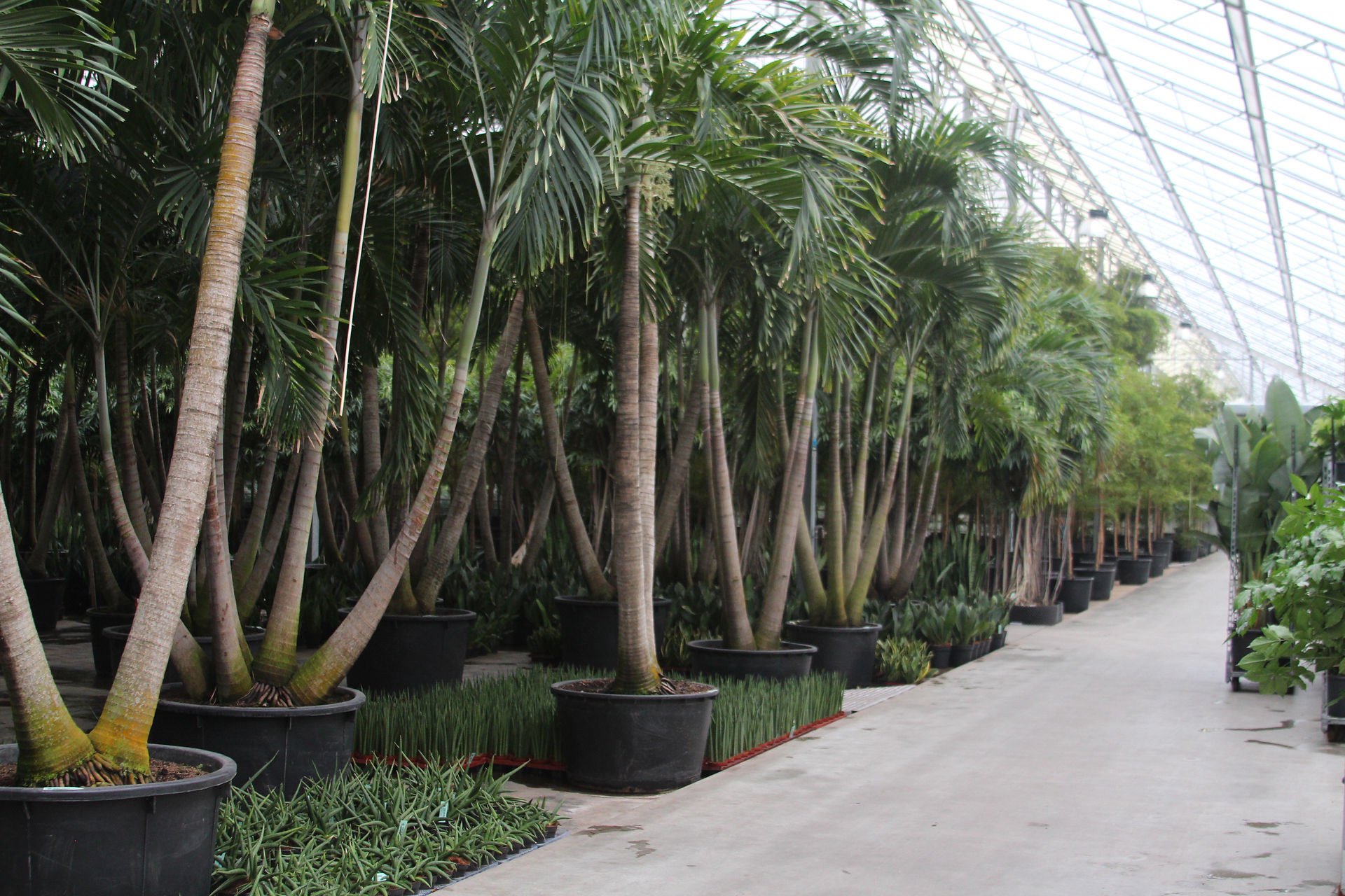 Exotic Plants