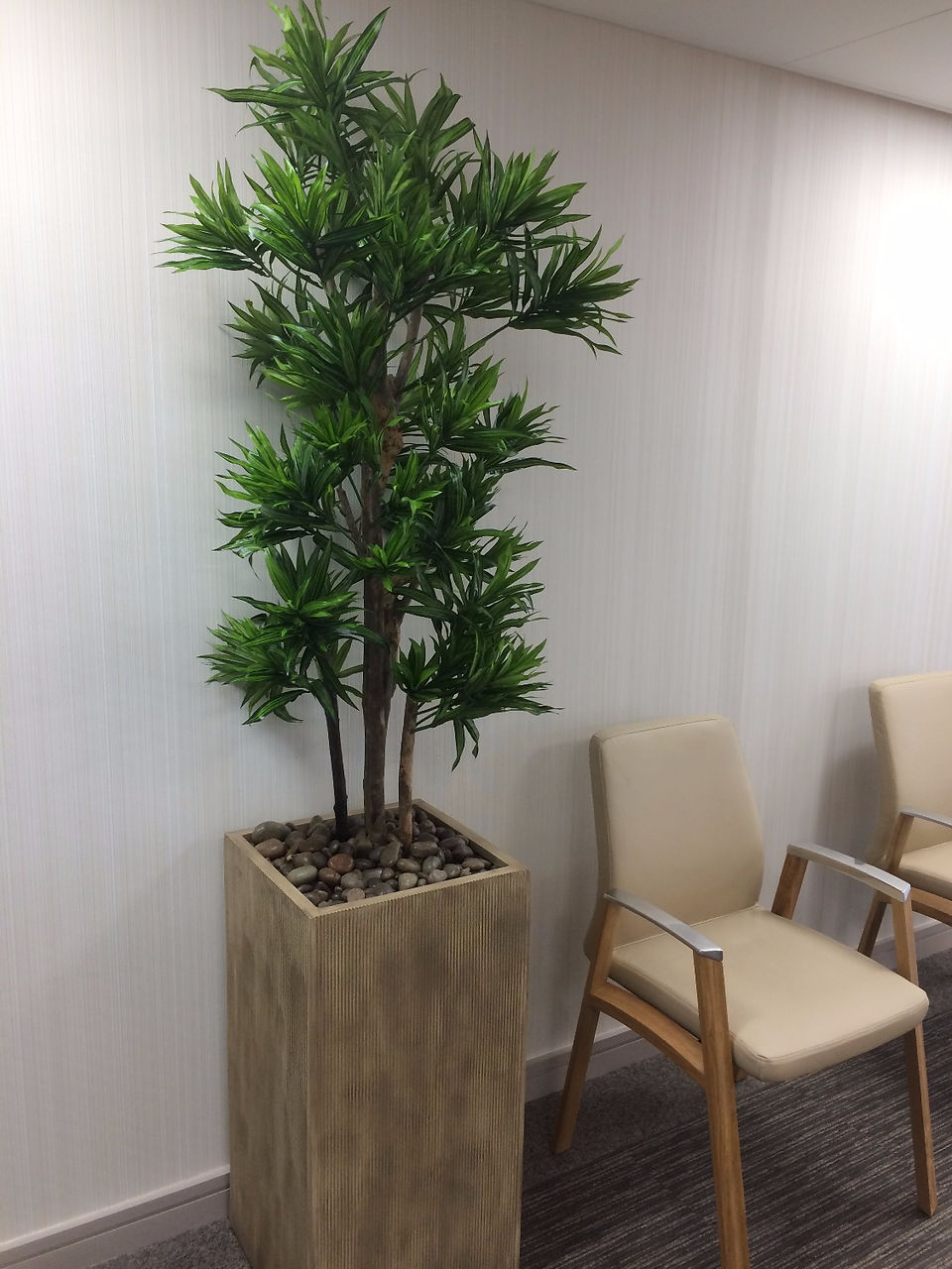 Stafford College Plants