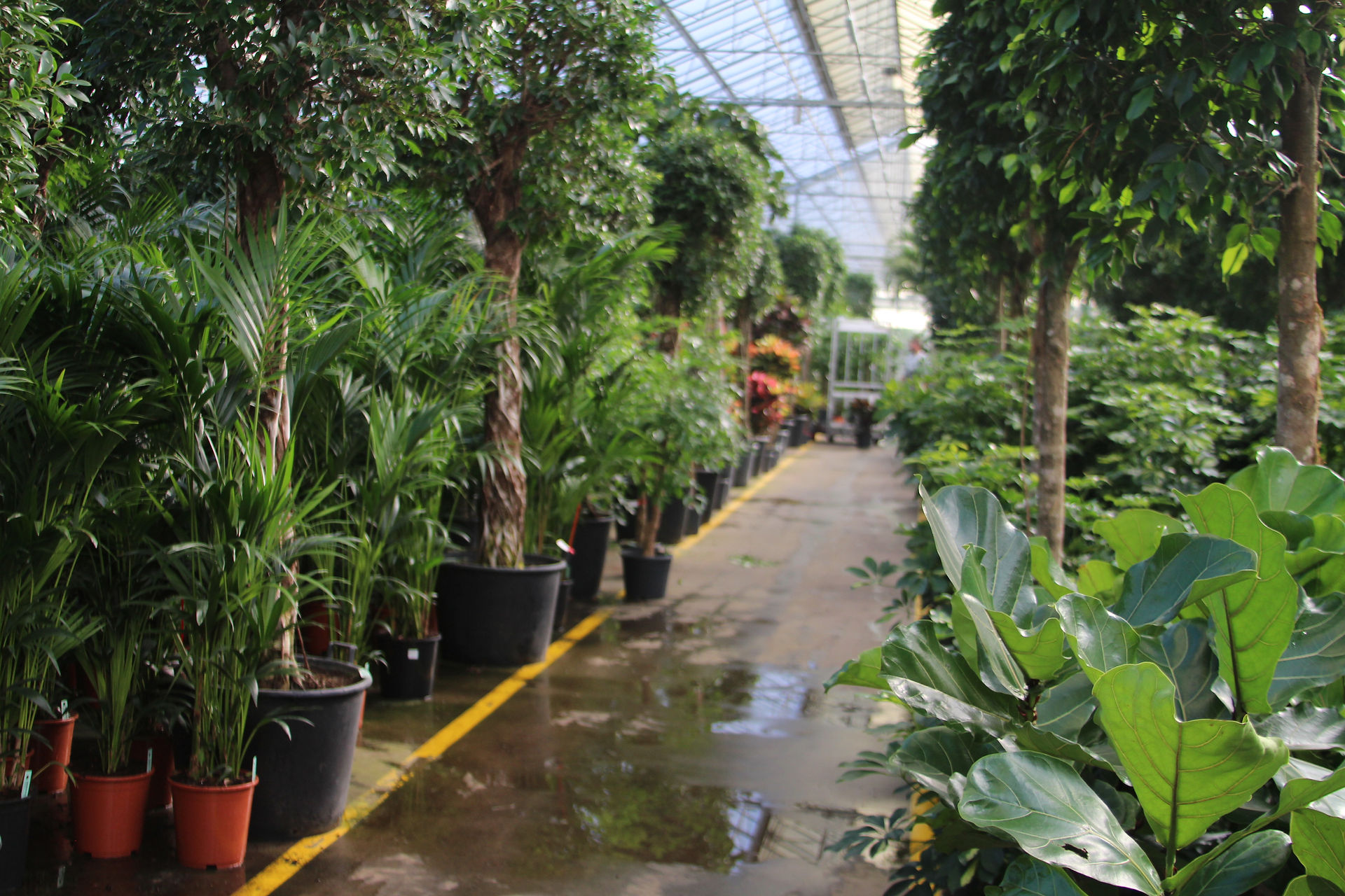Exotic Plants
