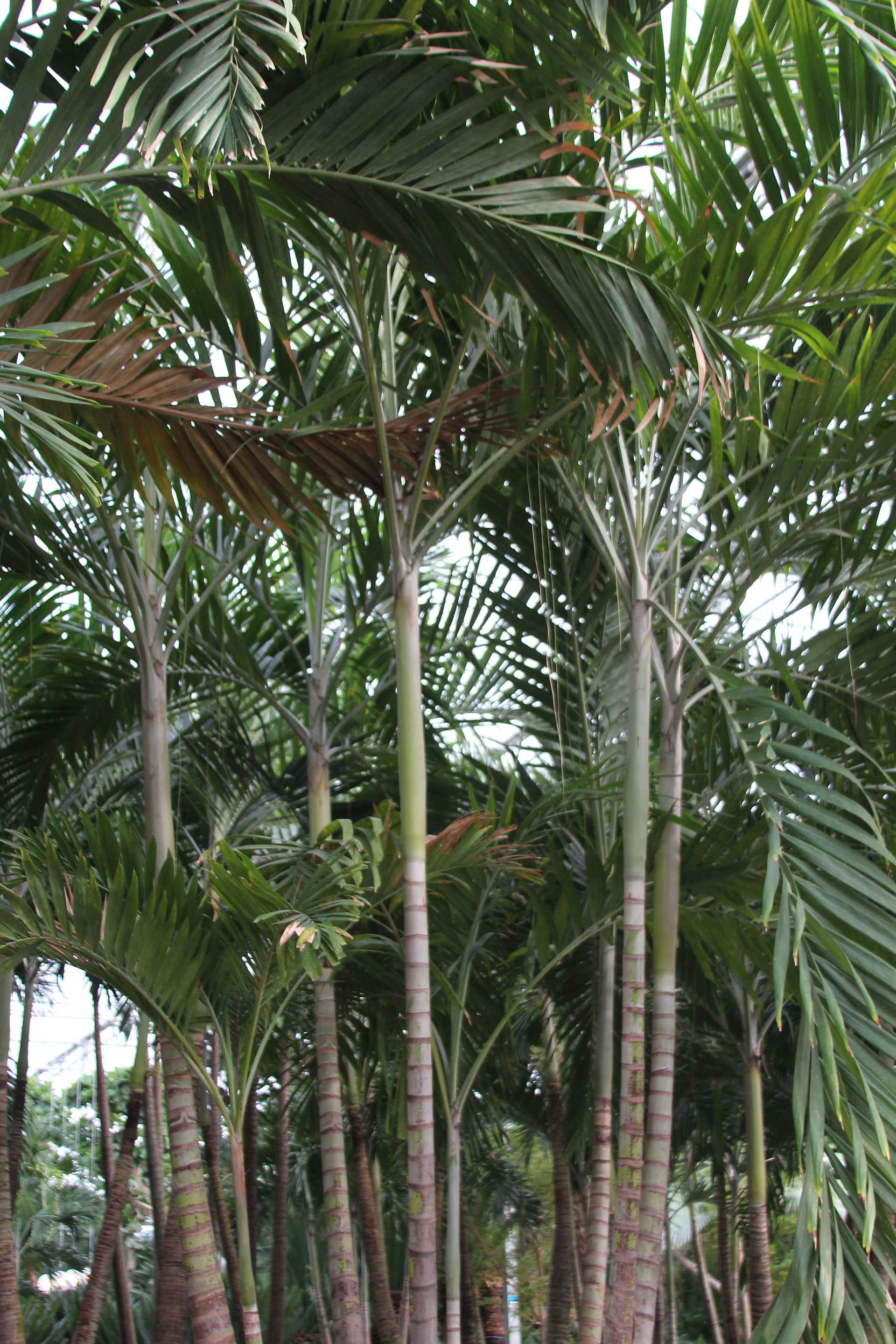 Exotic Plants