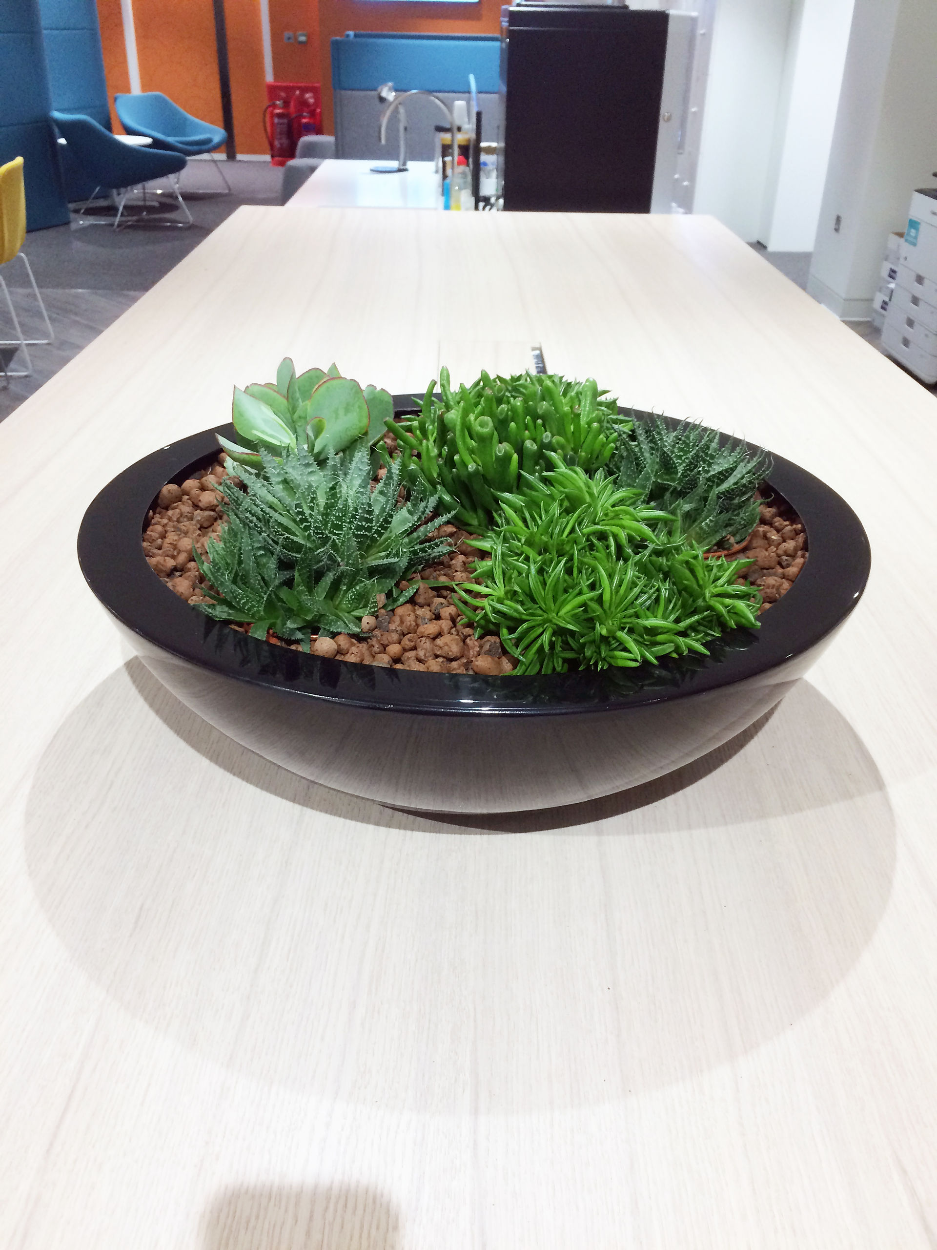 Office Plants