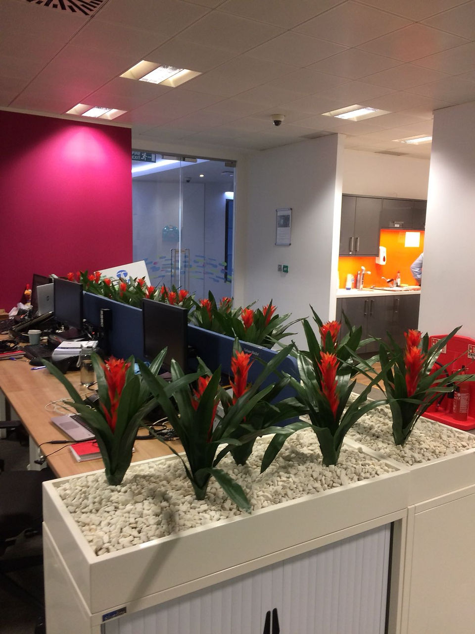 Cabinet Top Plant Displays