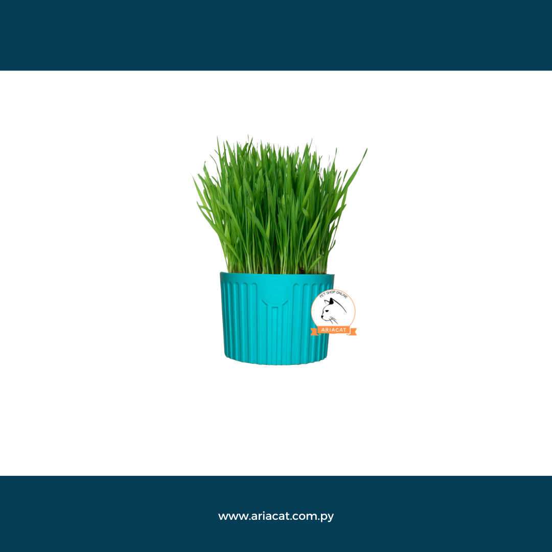 catgrass con maceta y sustrato - pasto para consumo - para sembrar
