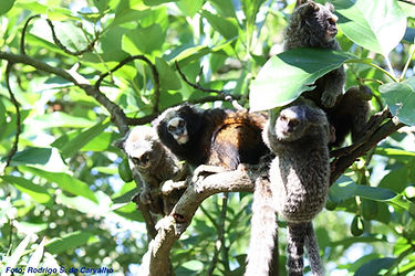 Mountain Marmoset Conservation Program mountain-marmoset-conservation-program
