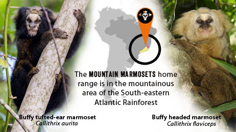 News And Publications Mountain Marmoset Conservation Program news-and-publications-mountain-marmoset-conservation-program