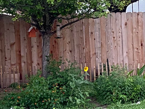 Sunflowers Regenerate