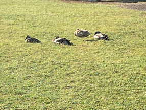 Strolling in Brushy Creek