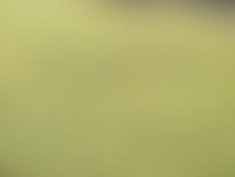 Strolling in Brushy Creek