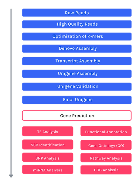 De-Novo Whole Transcriptome Sequencing Data Analysis (2).png