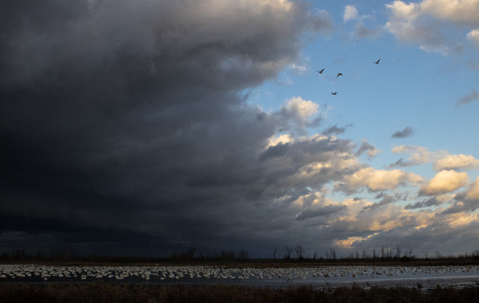 Tundra Swans in NC by Leo Richmond