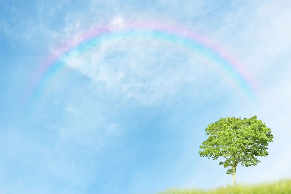 青空と虹と一本の木