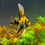 Thumbnail: Marble Angelfish