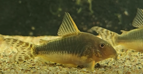 ジュディス ガイガー JUDITH  「Coris Fish」 Leopard Cory Catfish