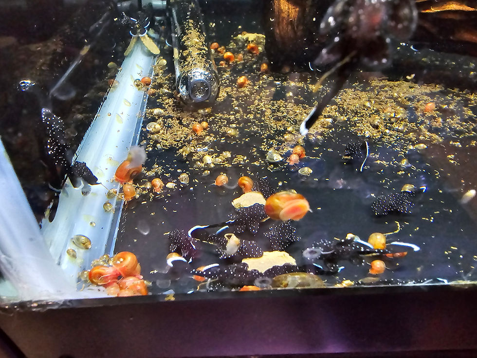 Thumbnail: L181 Peppermint Pleco (Juvenile) 1 inch