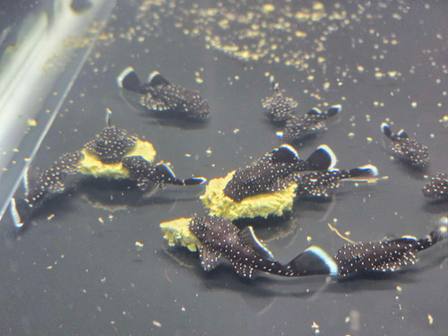 L181 Peppermint Pleco (Juvenile) 1 inch | Sydney's Angels