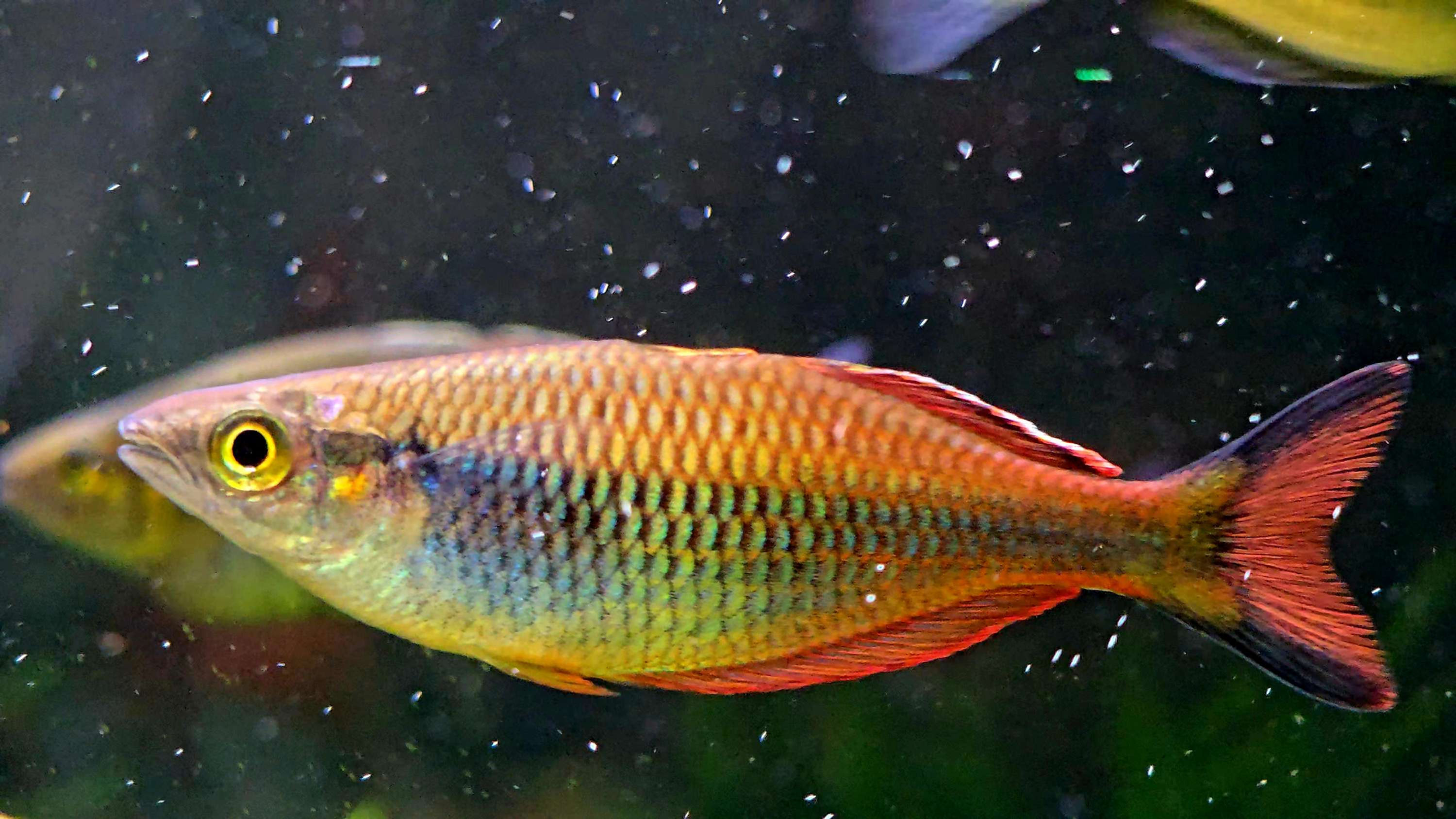 Melanotaenia sp. Kali Moysi