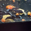 Thumbnail: L181 Peppermint Pleco (Juvenile) 1 inch