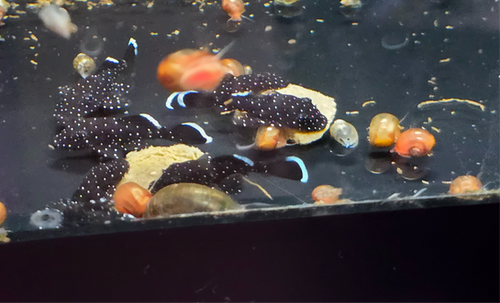 L181 Peppermint Pleco (Juvenile) 1 inch | Sydney's Angels