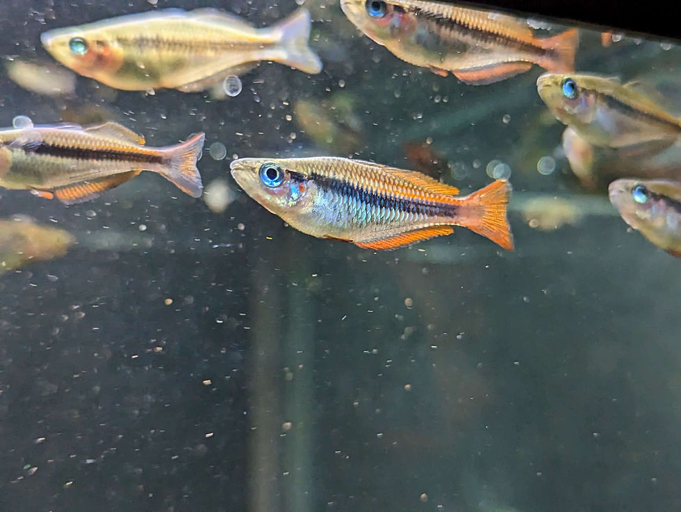 Thumbnail: Melanotaenia trifasciata "Blyth River" Rainbowfish