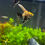 Thumbnail: Marble Angelfish