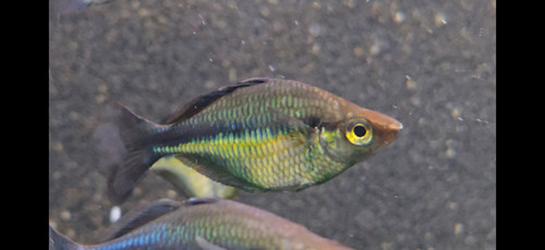 Turqoise Fish Melanotaenia lucustris (Turquoise rainbowfish) | Sydney's Angels