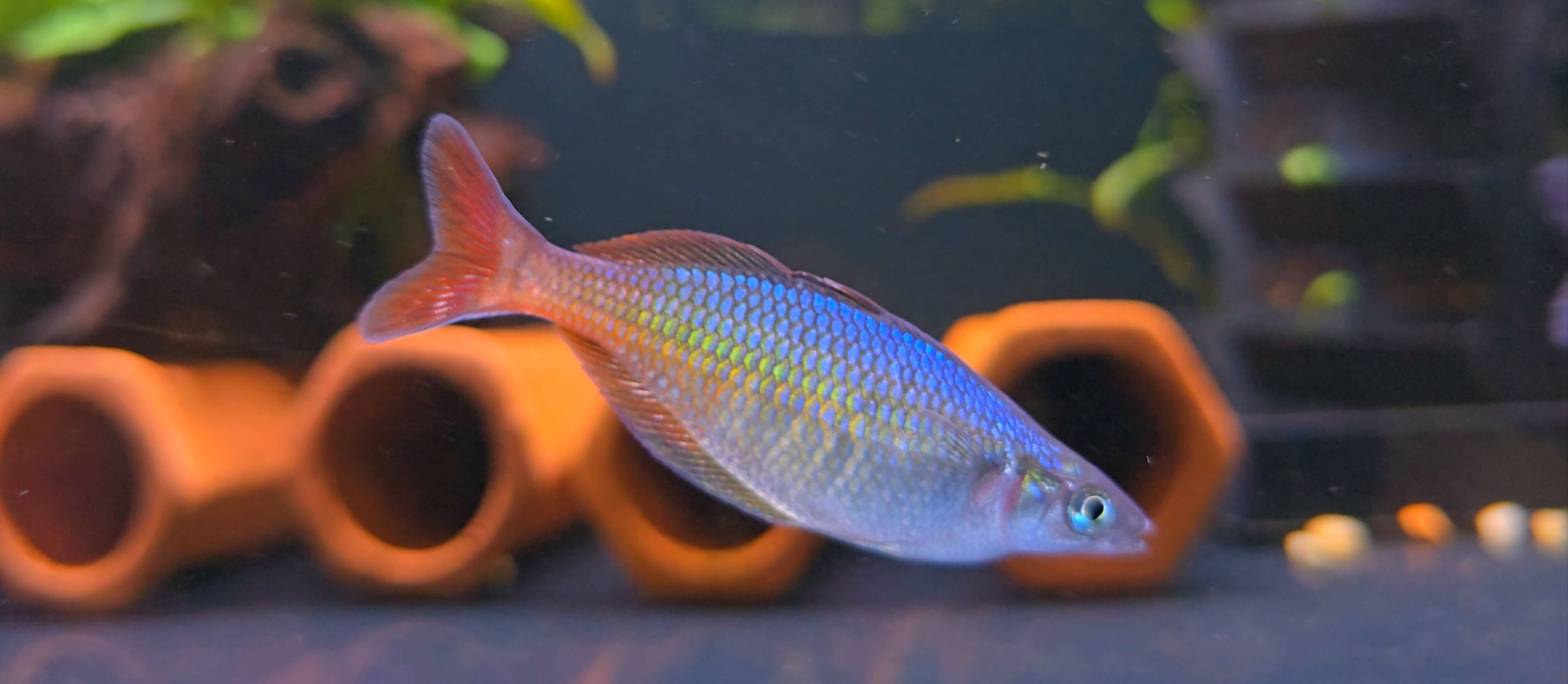 Chilatherina fasciata "Clearwater Creek" Rainbowfish