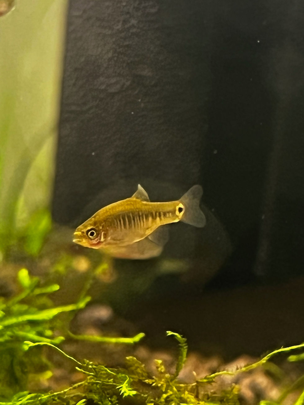 Thumbnail: Emerald Dwarf Rasbora