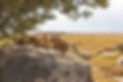 AdobeStock_372703069_edited.jpg